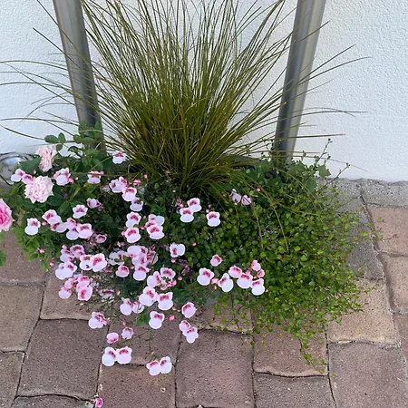 Eifelliebe Apartment Bergweiler