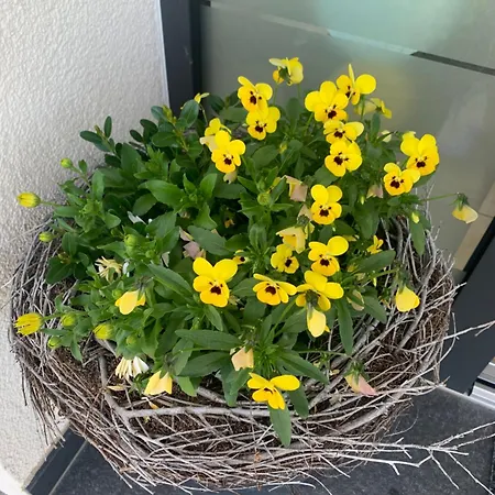 Apartment Eifelliebe